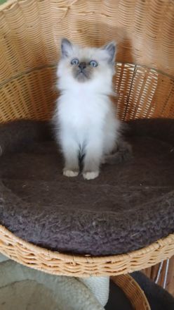 Reinrassige Heilige Birma Kitten in der Farbe blue point, 13 Wo. alt, bei Schwerin