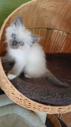 Reinrassige Heilige Birma Kitten in der Farbe blue point, 13 Wo. alt, bei Schwerin