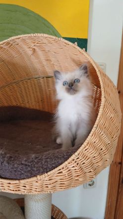 Reinrassige Heilige Birma Kitten in der Farbe blue point, 13 Wo. alt, bei Schwerin