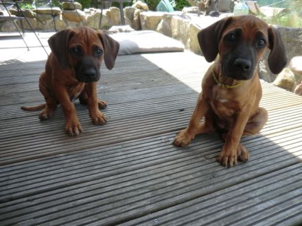 Rhodesian Ridgeback Welpen RR Afrikanische Hunde