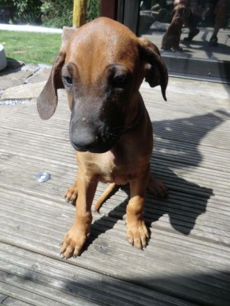 Rhodesian Ridgeback Welpen RR Afrikanische Hunde