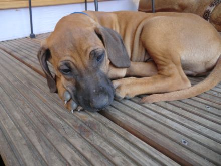 Rhodesian Ridgeback Welpen RR Afrikanische Hunde
