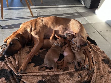 Rhodesian Ridgeback Welpen RR