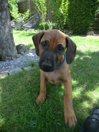 Rhodesian Ridgeback Welpen RR Afrikanische Hunde