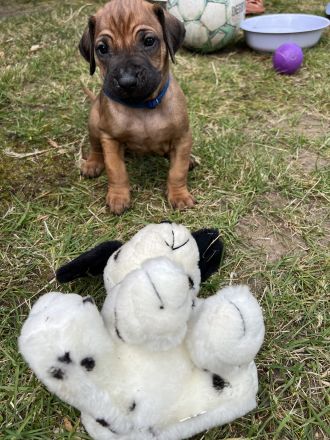 Rhodesian Ridgeback Welpen RR