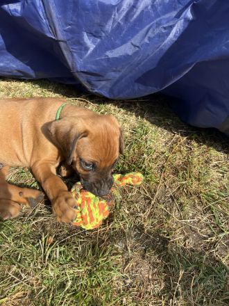 Rhodesian Ridgeback Welpen RR