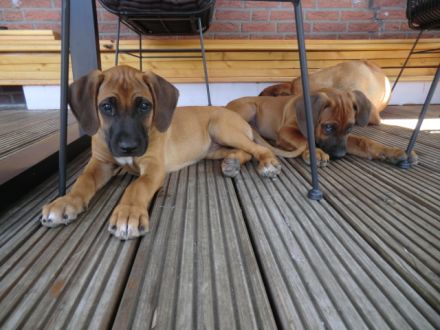 Rhodesian Ridgeback Welpen RR Afrikanische Hunde