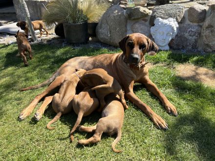 Rhodesian Ridgeback Welpen RR