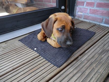 Rhodesian Ridgeback Welpen RR Afrikanische Hunde