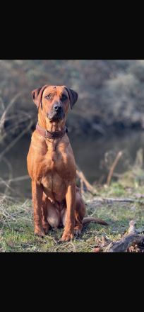 Rhodesian Ridgeback Welpen RR