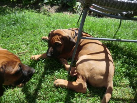 Rhodesian Ridgeback Welpen RR Afrikanische Hunde