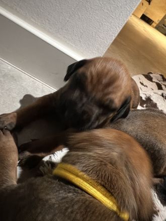 Rhodesian Ridgeback Welpen RR