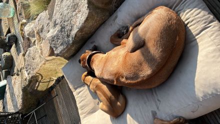Rhodesian Ridgeback Welpen RR