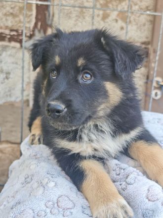 Altdeutscher Hütehund/Altdeutscher Hütehund Bordercollie Mix