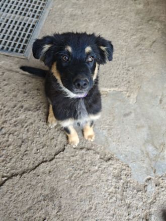 Altdeutscher Hütehund/Altdeutscher Hütehund Bordercollie Mix