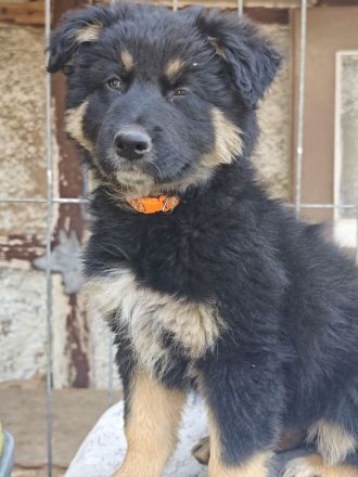 Altdeutscher Hütehund/Altdeutscher Hütehund Bordercollie Mix