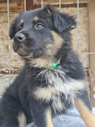 Altdeutscher Hütehund/Altdeutscher Hütehund Bordercollie Mix
