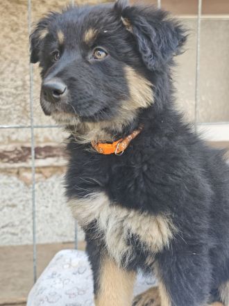 Altdeutscher Hütehund/Altdeutscher Hütehund Bordercollie Mix