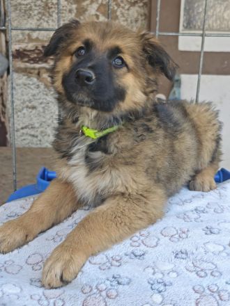 Altdeutscher Hütehund/Altdeutscher Hütehund Bordercollie Mix