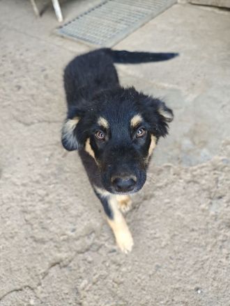 Altdeutscher Hütehund/Altdeutscher Hütehund Bordercollie Mix