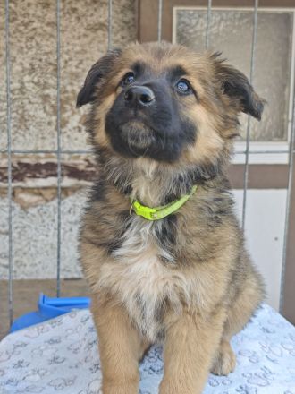 Altdeutscher Hütehund/Altdeutscher Hütehund Bordercollie Mix