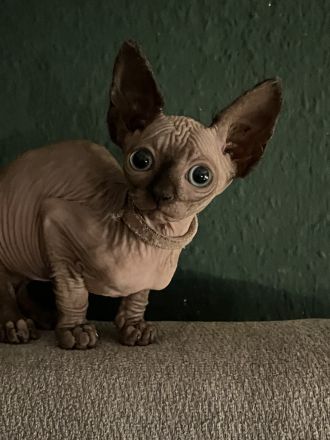 ❤️ Wunderschöne Kitten suchen liebevolles Zuhause ab Ende des Monats