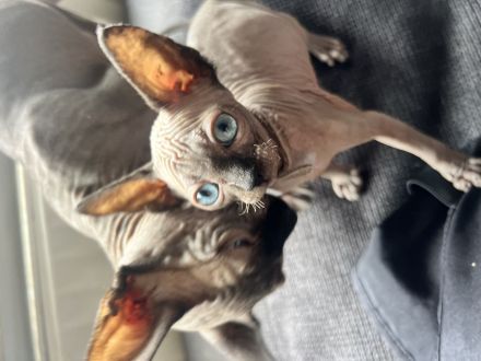❤️ Wunderschöne Kitten suchen liebevolles Zuhause ab Ende des Monats