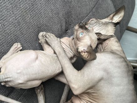 ❤️ Wunderschöne Kitten suchen liebevolles Zuhause ab Ende des Monats