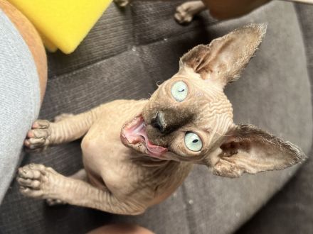 ❤️ Wunderschöne Kitten suchen liebevolles Zuhause ab Ende des Monats