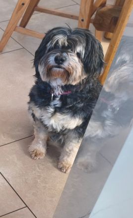 Liebevolle Tibet-Terrier-Hündin 5 Jahre alt, sucht ihr Traumzuhause