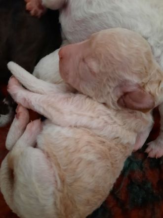 Lagotto Romagnolo Welpe