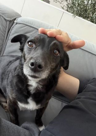 NOTFALL - Pixi verliert unverschuldet sein Zuhause!