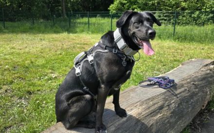 Zuhause gesucht für John Boy