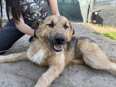 Traumhündin Smiley