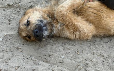 Traumhündin Smiley