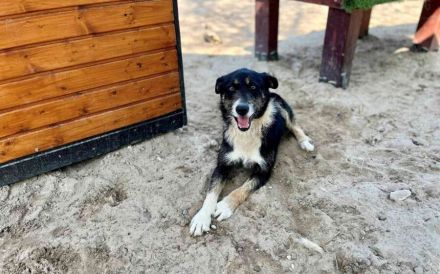 Zuhause gesucht für Chaval