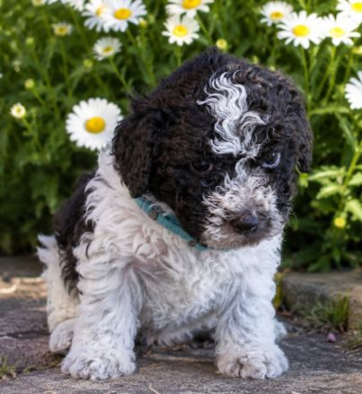 Lagotto Romagnolo Welpen