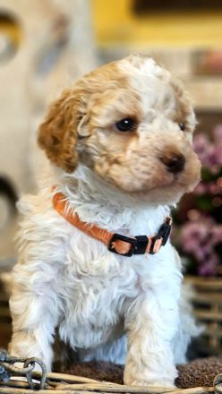 Lagotto Romagnolo Welpen