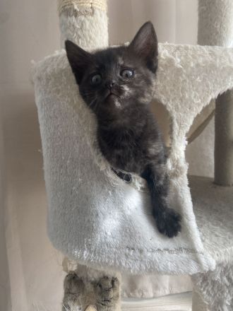 Bkh Mix Kitten