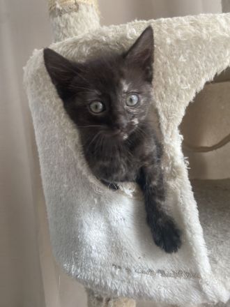 Bkh Mix Kitten