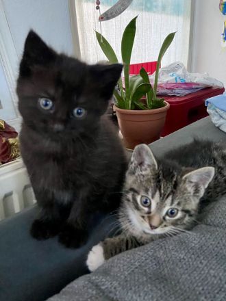 Bkh Blh Kitten