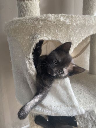 Bkh Mix Kitten