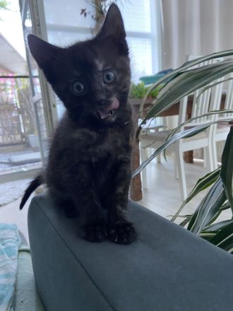 Bkh Mix Kitten