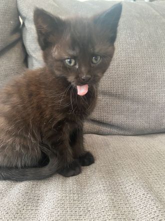 Bkh Mix Kitten