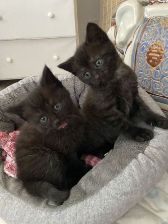 Bkh Blh Kitten