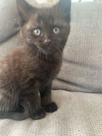 Bkh Mix Kitten