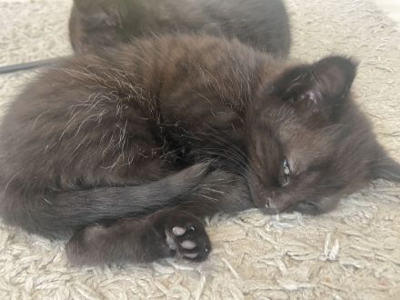 Bkh Mix Kitten