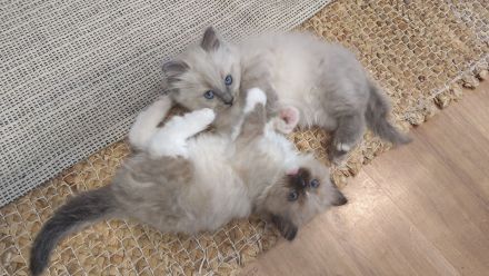 2 süsse Birma/Ragdoll Kätzchen, Kitten, Kater