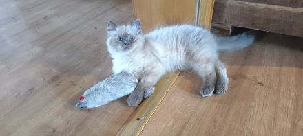 Birma/Ragdoll Kitten, Kätzchen abgabebereit