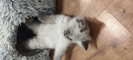 Birma/Ragdoll Kitten, Kätzchen abgabebereit